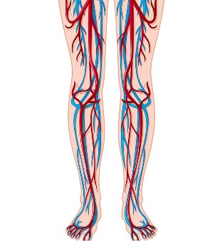 Location of the veins and arteries in the legs