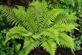 compresses for varicose veins treatment